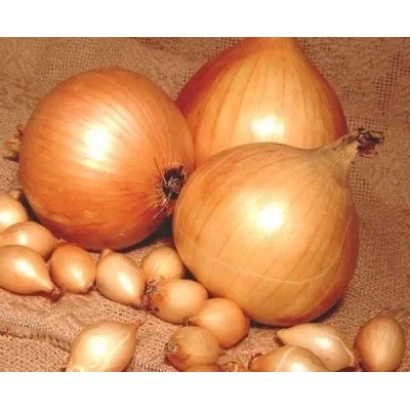 Свежие луковицы и мелкие головки лука на мешковине - СЕТТОН