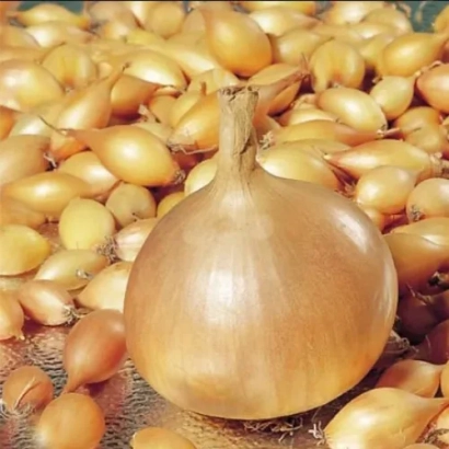 Крупный лук на фоне множества луковиц - Штутти