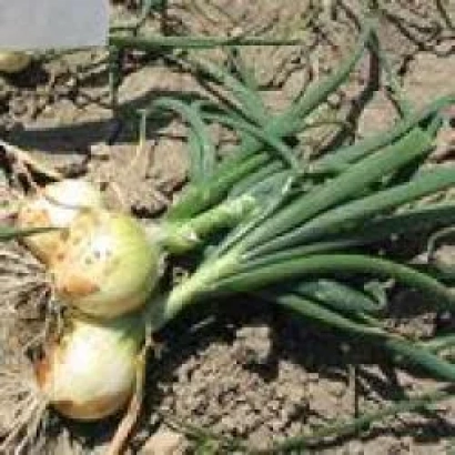 Свежий лук с зелёными перьями на земле - Сибирь