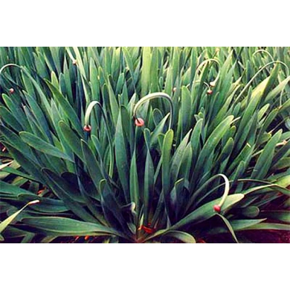 Siberian Amber onion plant