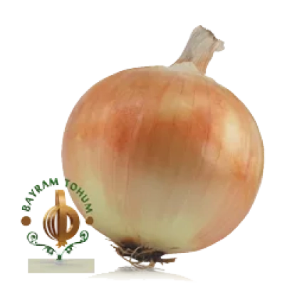 Цибуля Bahrani Yehim на білому фоні - СИМА