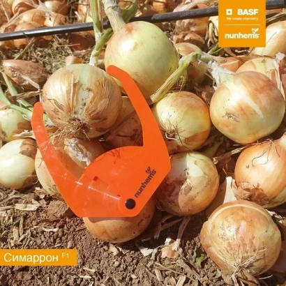 Onion vegetables SIMARRON on soil with orange logo