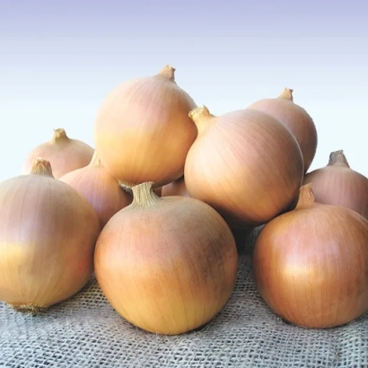 Свежие луковицы сорта СИМБИР на фоне ткани