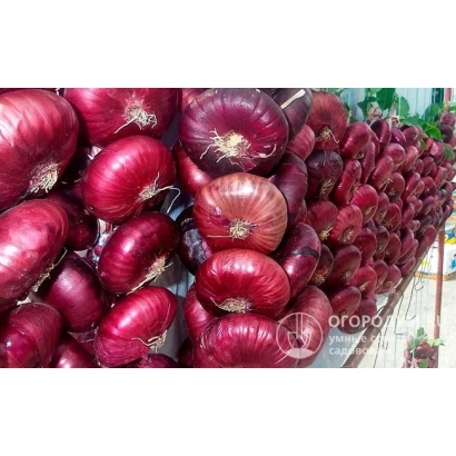 Крупные красные луковицы сорта СИНГИ 2 ХО