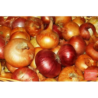 Свежий лук разных сортов на деревянной поверхности - СИР 7