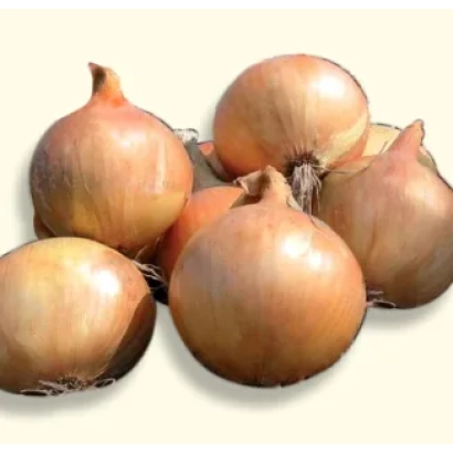 Свіжі цибулинні голови сорту СКАПІНО F1