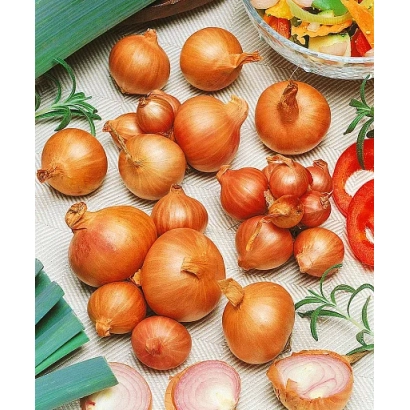 Свежие целые и нарезанные луковицы на светлом фоне с зеленью - СОФОКЛ