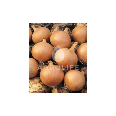 Свежий лук на фоне с логотипом AGROLIFE - Солюшн F1