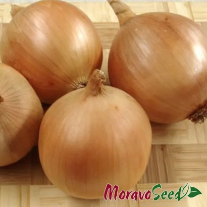 Лук Сталагміт від MoravoSeed