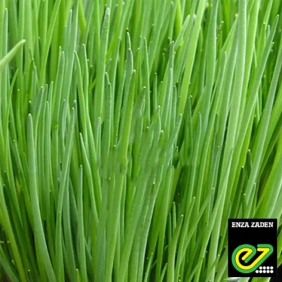 Зеленый лук сорта Старо