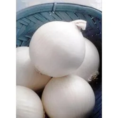 Белые луковицы сорта Стерлинг F1 в синей корзине