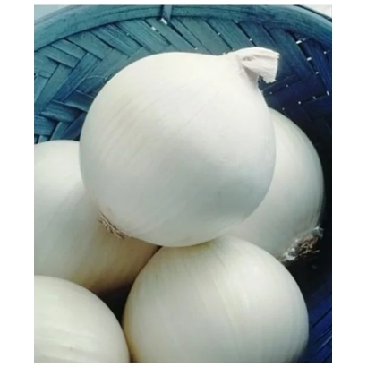 Білі цибулини сорту Стерлінг F1 у синій кошик