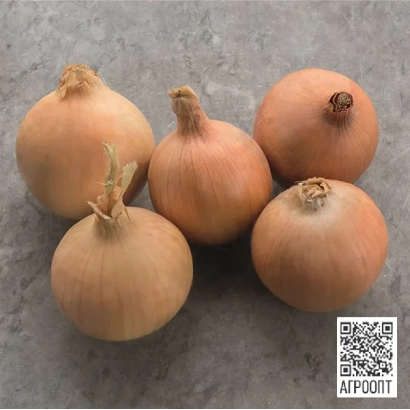 Чотири цибулини сорту Стінгрей на сірому фоні з QR-кодом