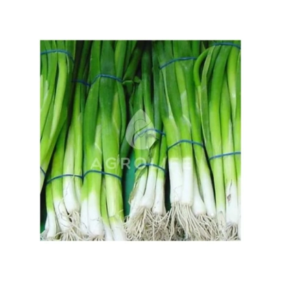 Свежий зеленый лук в пучках, привязанных синими резинками - Страда