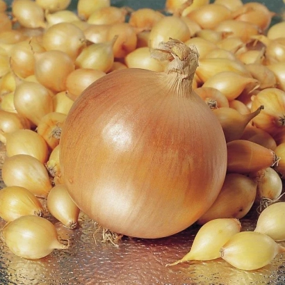 Large onion surrounded by small onions - Stur BC 20