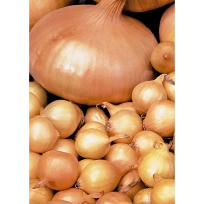 Свежий лук Штуттгартер Ризен на фоне других головок