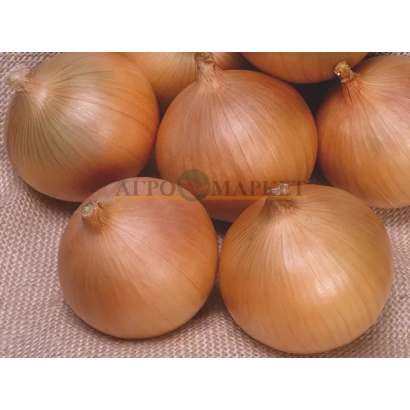 Свежие целые луковицы лука на светлом фоне - ТАКСТАР