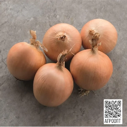 Група цибулин цибулі на сірому фоні - Тамара F1