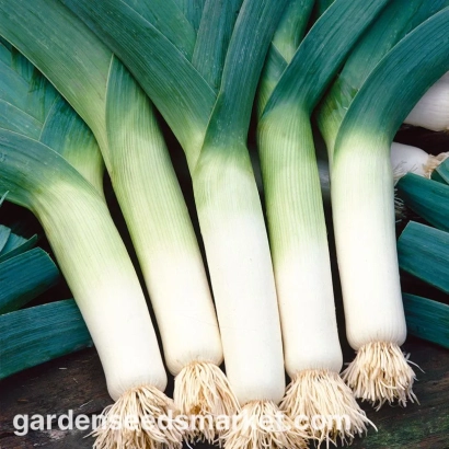 Fresh Tango leeks on dark background