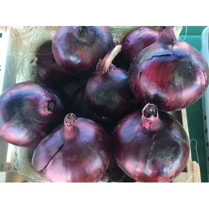 Червоні цибулини сорту Таннат у сітці