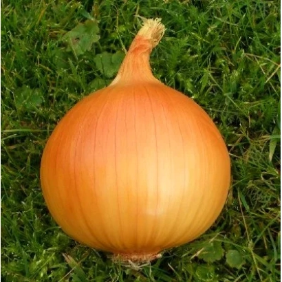 Цибуля сорту Тареско F1 на зеленій траві