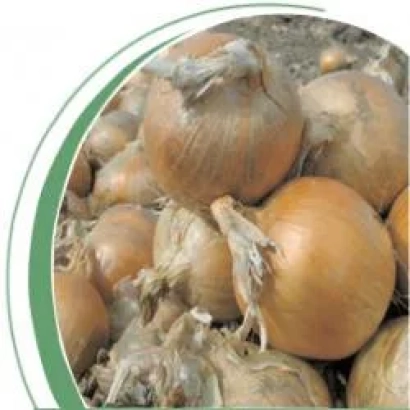 Фотография лука на земле без названия продукта - Тареско F1