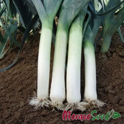 Свіжозібраний цибуля на грядці з логотипом Morano Seeds - Термінал