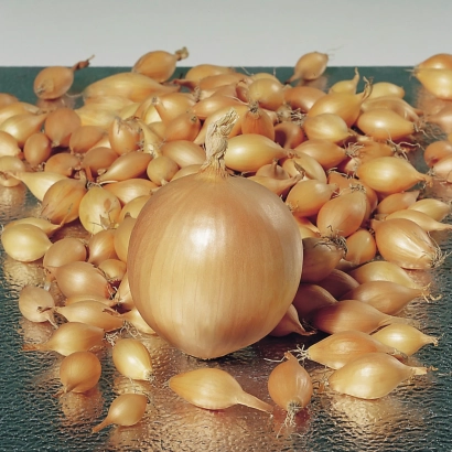 Крупна цибуля на фоні дрібних цибулин без назви продукту - Трой F1