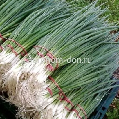 Пучки зеленого лука на подставке - УАЙТ СКАЙ