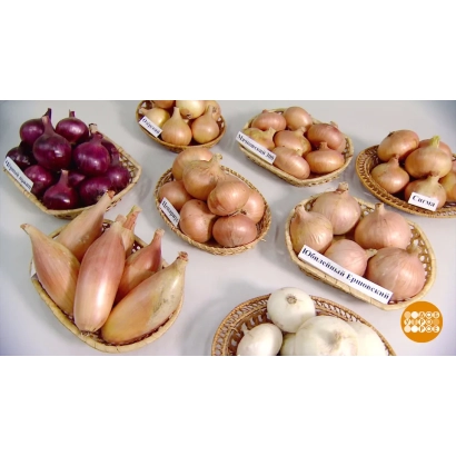 Набор луковых продуктов: красные, белые и желтые луковицы в плетеных корзинах - ЮБИЛЕЙНЫЙ ЕРШОВСКИЙ