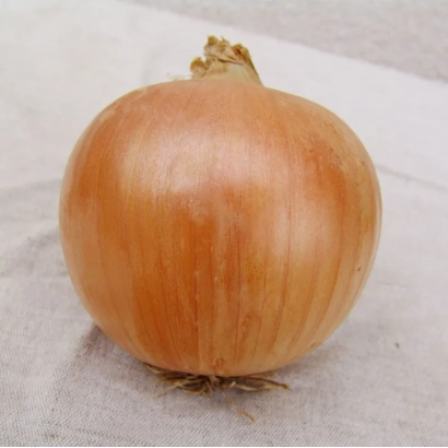 Свежий лук сорта УНИКО F1 на светлом фоне