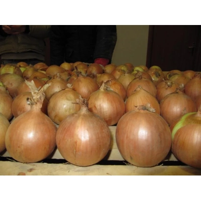 Свежий лук на деревянной подставке - Универсо F1