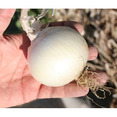 Белая луковица сорта ВАЙТ РОК F1 (CRX 1538) в руке на фоне почвы