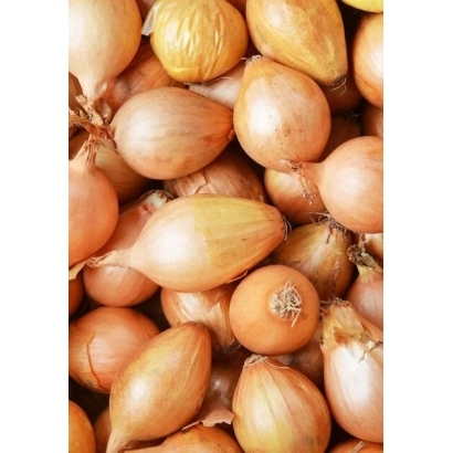 Fresh onions on background, no visible product name - VELINA