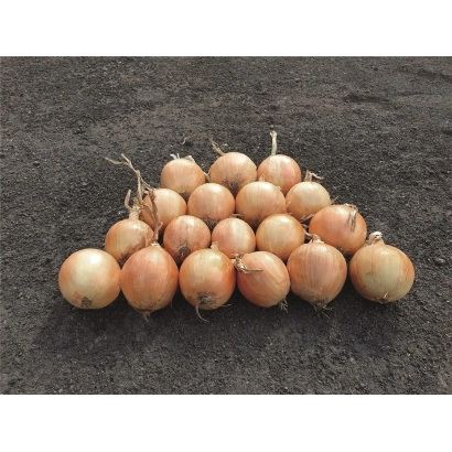 Fresh bulbs of the Venice variety on a dark background - Venecia / Venice