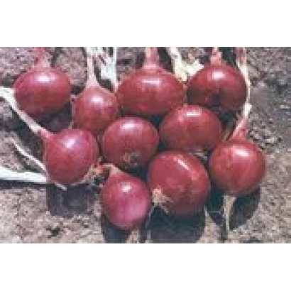 Red Veselka onions on soil