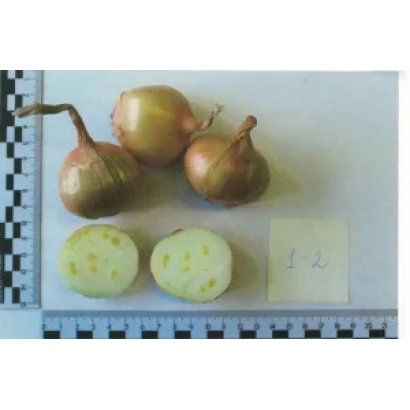 Луковицы сорта Веснушка с нарезанным пополам образцом