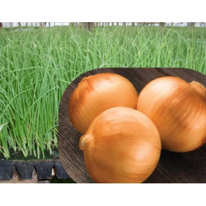 Three onions of the variety WESTERN GIANT F1 on a wooden board against a green garden bed