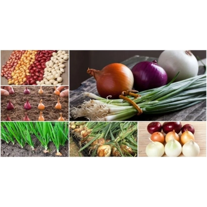 Свежий лук разных сортов на деревянной доске - ВИДРАС