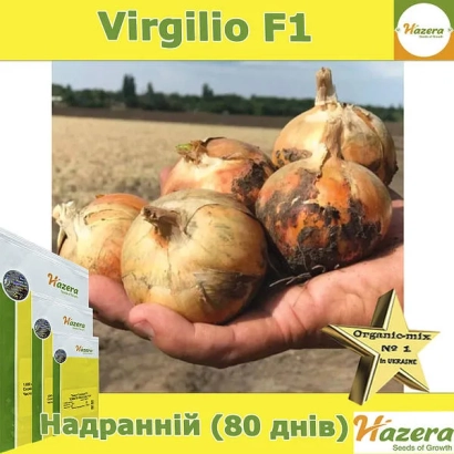 Hand holding Virgilio F1 onions against a field background