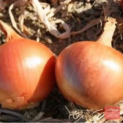 Два красных лука на земле - ВОЛГОДОНЕЦ