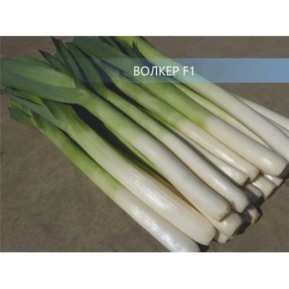 Fresh leek variety WOLKER F1