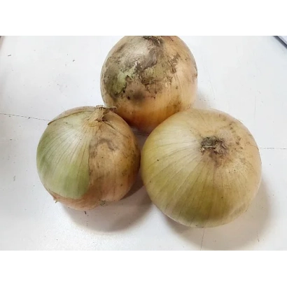 Три цибуліни сорту ВОЛЖАНИН на білому фоні