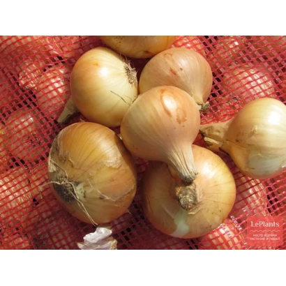 Свіжі цибулинки на червоній сітці - ВОРОНЕЗЬКИЙ 86