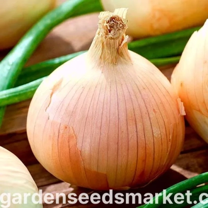 Лук на деревянной поверхности с надписью gardenseedsmarket - Вама