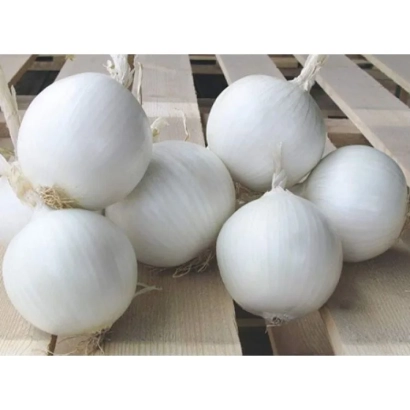 White onion bulbs on wooden surface - White Majestic