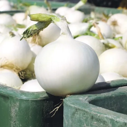 White onion F1 on green stand