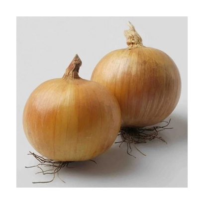 Два целых лука на белом фоне - Вольф F1