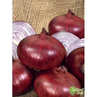 Red onion bulbs on burlap - Zagrava
