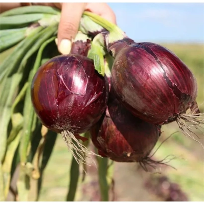 Свіжі червоні цибулинки на тлі поля - Зен